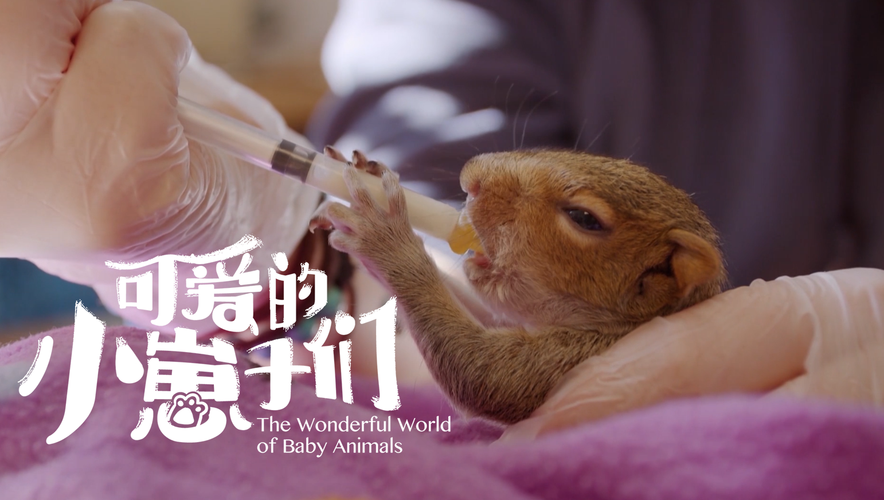 这是豆瓣上最治愈的视频,也是豆瓣纪录片史上最全记录!+